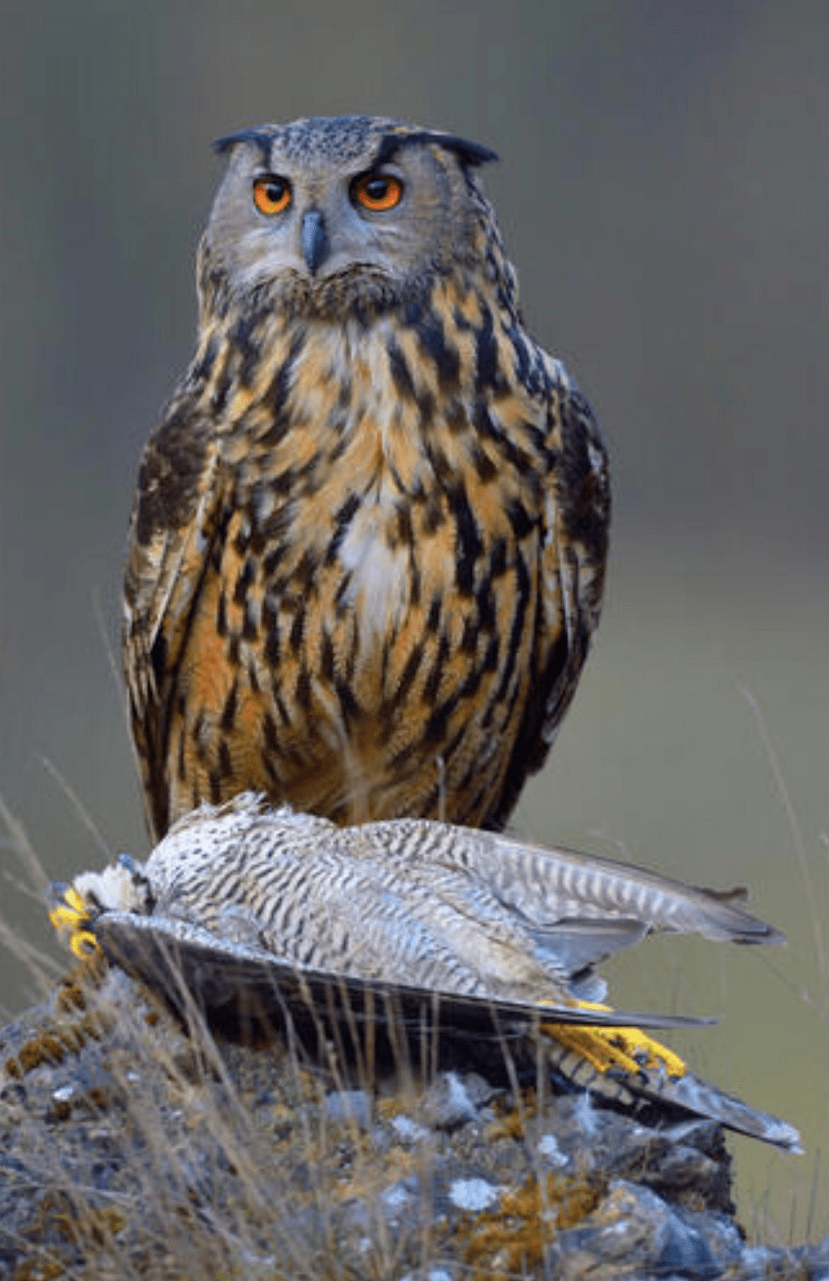 游隼-在我国一度濒临灭绝,如今再次盘旋于天际_世界_猛禽_猎物