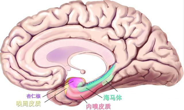 头颅海马的解剖结构图图片