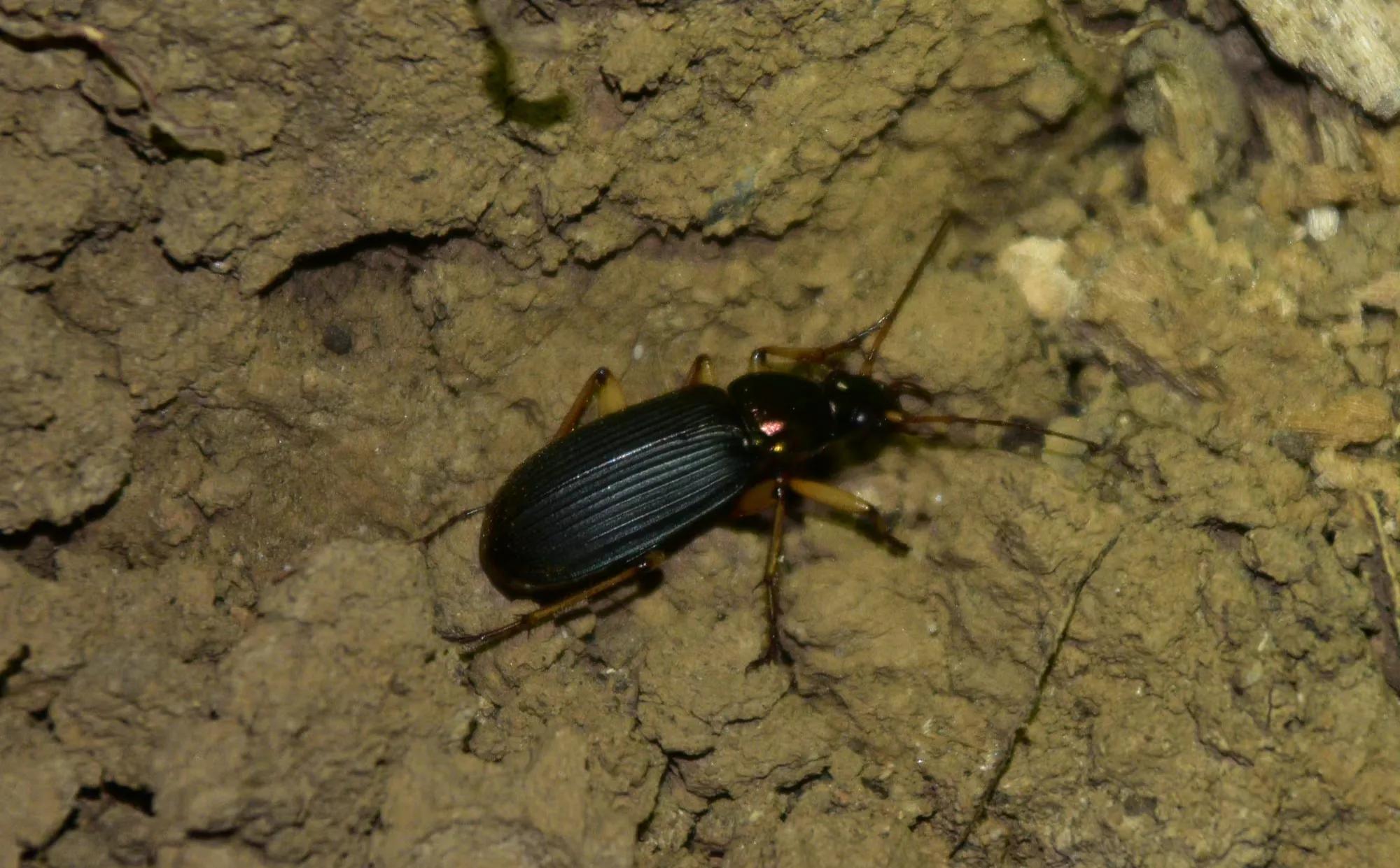 欣赏美丽的动物,各种各样_yemma_exilis_maklin