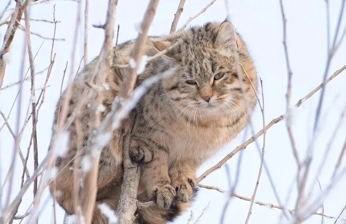 新疆草原斑猫 遭遇金环蛇 猫蛇战起来 银环蛇 体长 体重