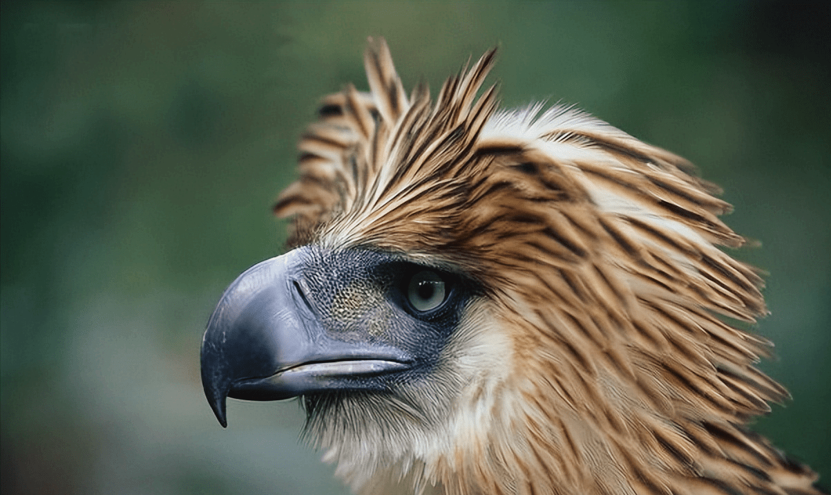 在菲律宾鸟类之王的未开发领域进行探险_搜狐网, image size:1203x716