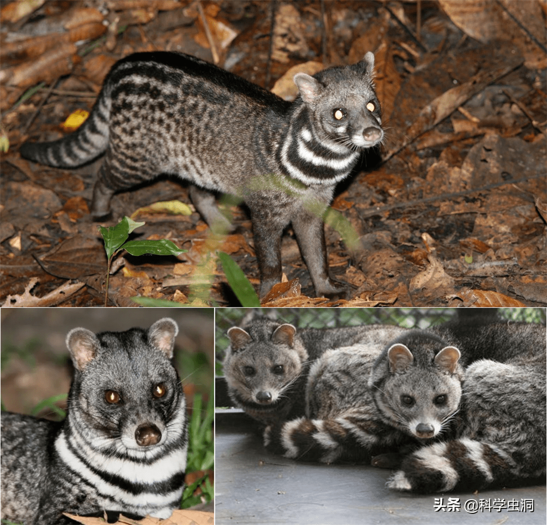 江西老汉活捉"神兽六不像",有人出价500万,专家警告:不能卖_动物_小