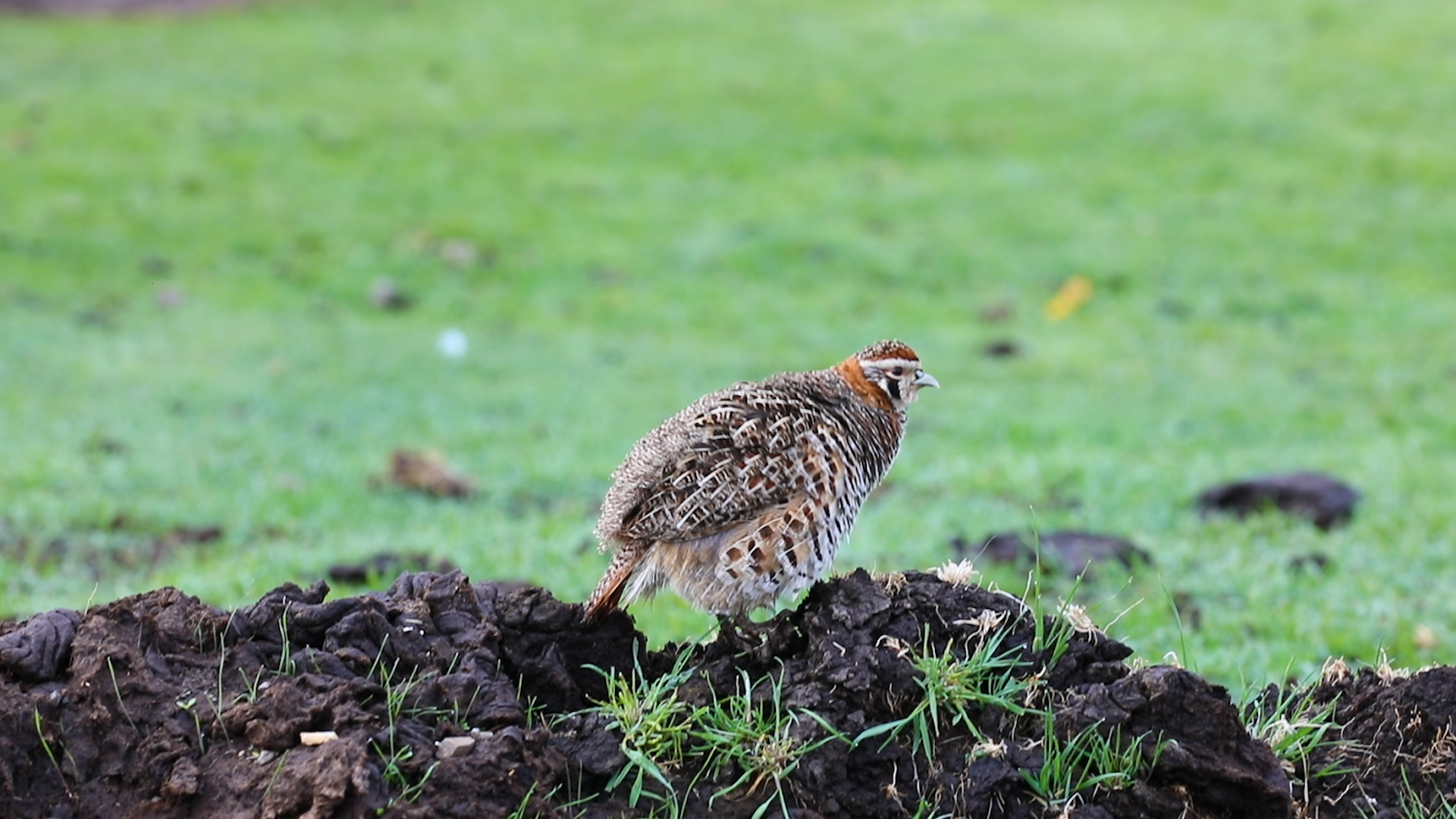 优秀保护动物榛鸡现身四川石渠县_班尾_鸟类_我国