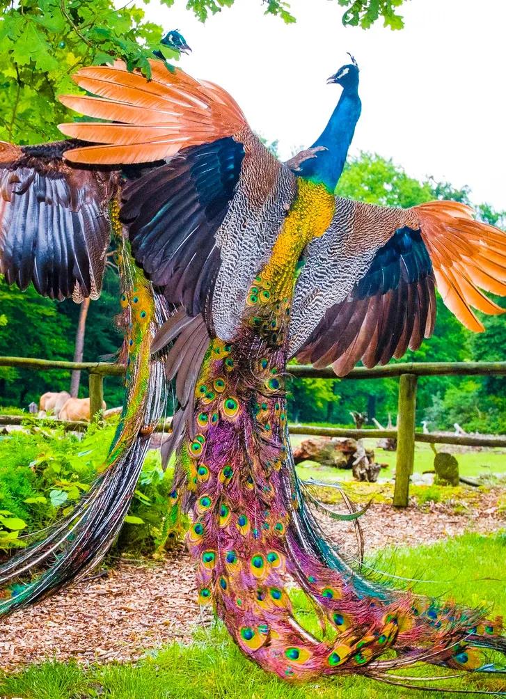 原创华贵吉祥雍容华贵富丽堂皇的孔雀鸟芳情雀艳若翠仙