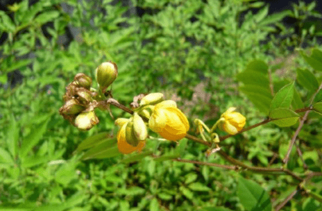 农村这野草20元一斤,人称"蛇灭门",毒蛇怕它,有清肝明目功效_扁豆