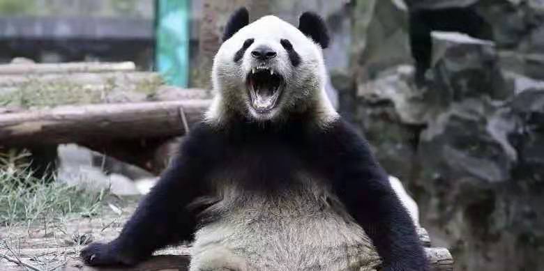 熊猫:查查老子之前的来历_动物园_铁兽_蚩尤