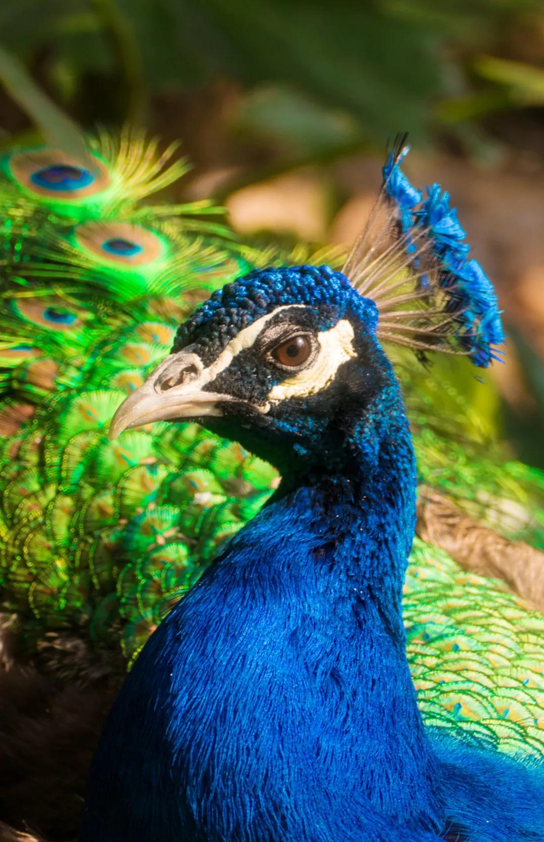 华贵吉祥,雍容华贵,富丽堂皇的孔雀鸟,芳情雀艳若翠仙_羽毛_尾巴_漂亮