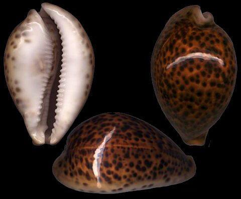 原创海螺黑美人黑星宝螺虎斑宝贝