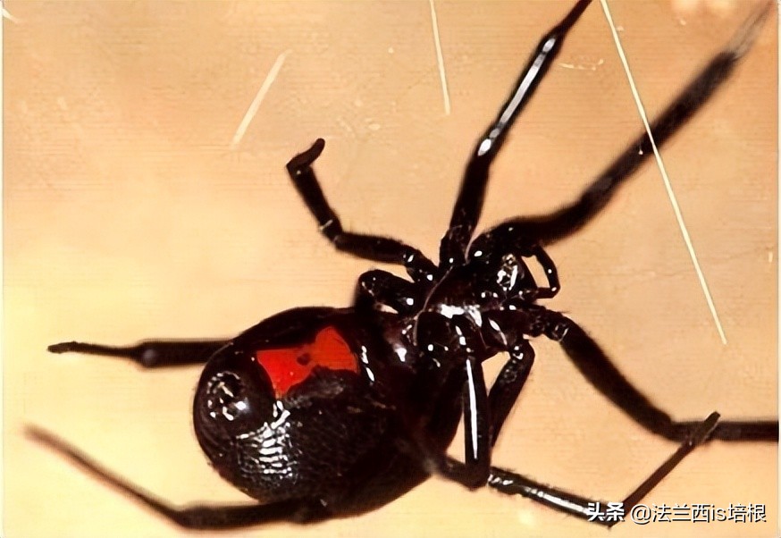 毒蜘蛛的天敌图片