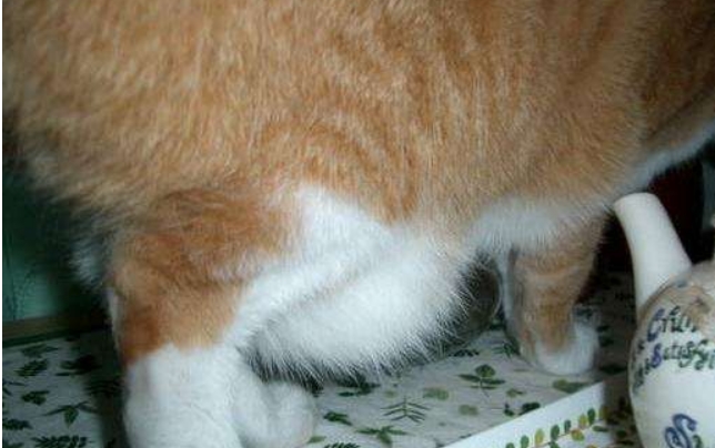 猫咪的小肚腩是胖出来的？可别再抱有偏见了，小肚腩还有3种好处