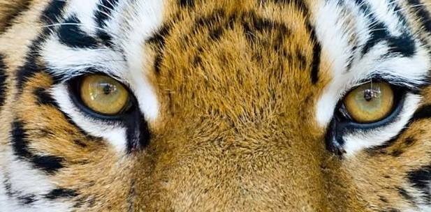 心理测试:哪一双老虎眼会让你不舒服?测你最近有什么大事发生!