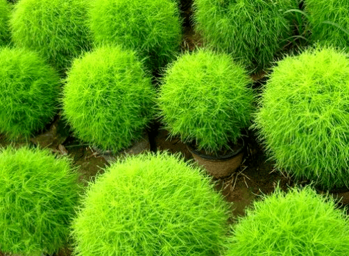 俗称"扫帚菜",常被拿来做扫帚,却不知还是极品野菜,你吃过吗_植物