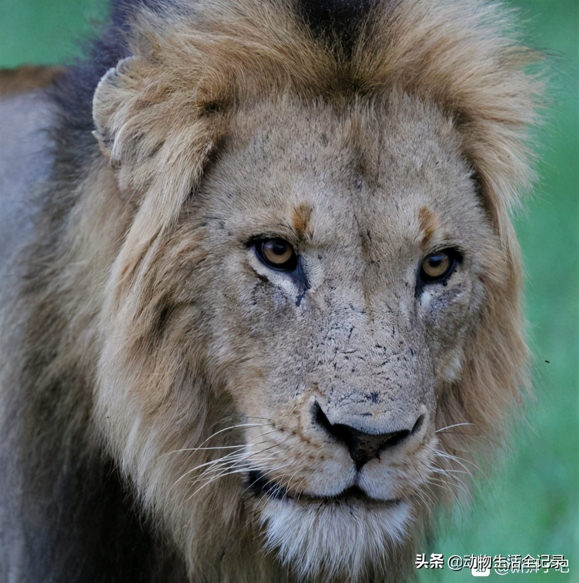 原创汉密尔顿雄狮打败熊男雄狮后称王肚子被牛角顶穿奇迹般恢复