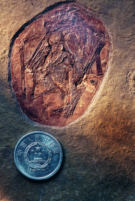 原创世界上第一枚翼龙蛋与胚胎化石咋发现的无数的待解之谜等着揭开