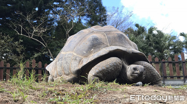 原創動物園亞達伯拉象龜軟腿難繁殖爬坡練腿力7年未翻車