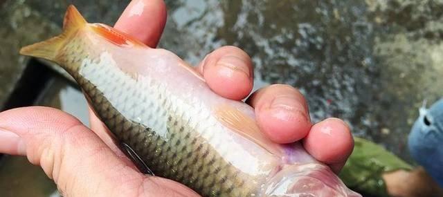 人称"禾花鱼",或许你家稻田里就有,重视它吧现在可珍贵了_禾花鲤_肉质