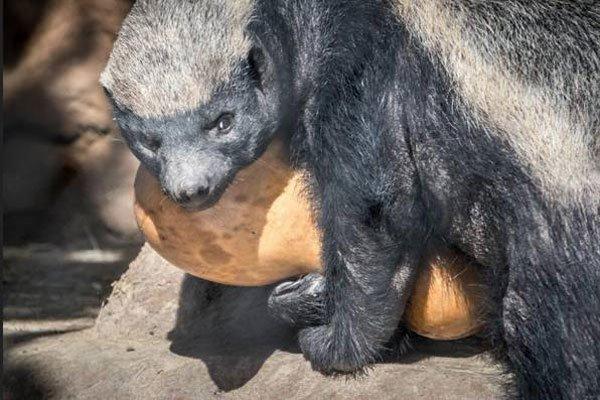 生活在非洲撒哈拉沙漠的蜜獾白天也出去觅食,这种小可爱是杂食性动物
