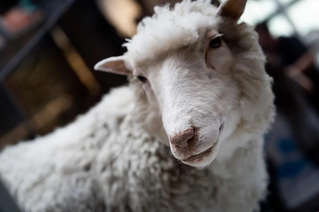 原創克隆動物有多難寫進教科書的克隆羊多利為何壽命只有一半