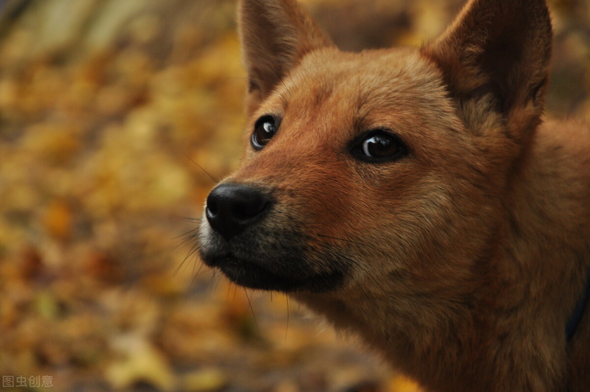 原创中国原生犬种不止田园那么简单