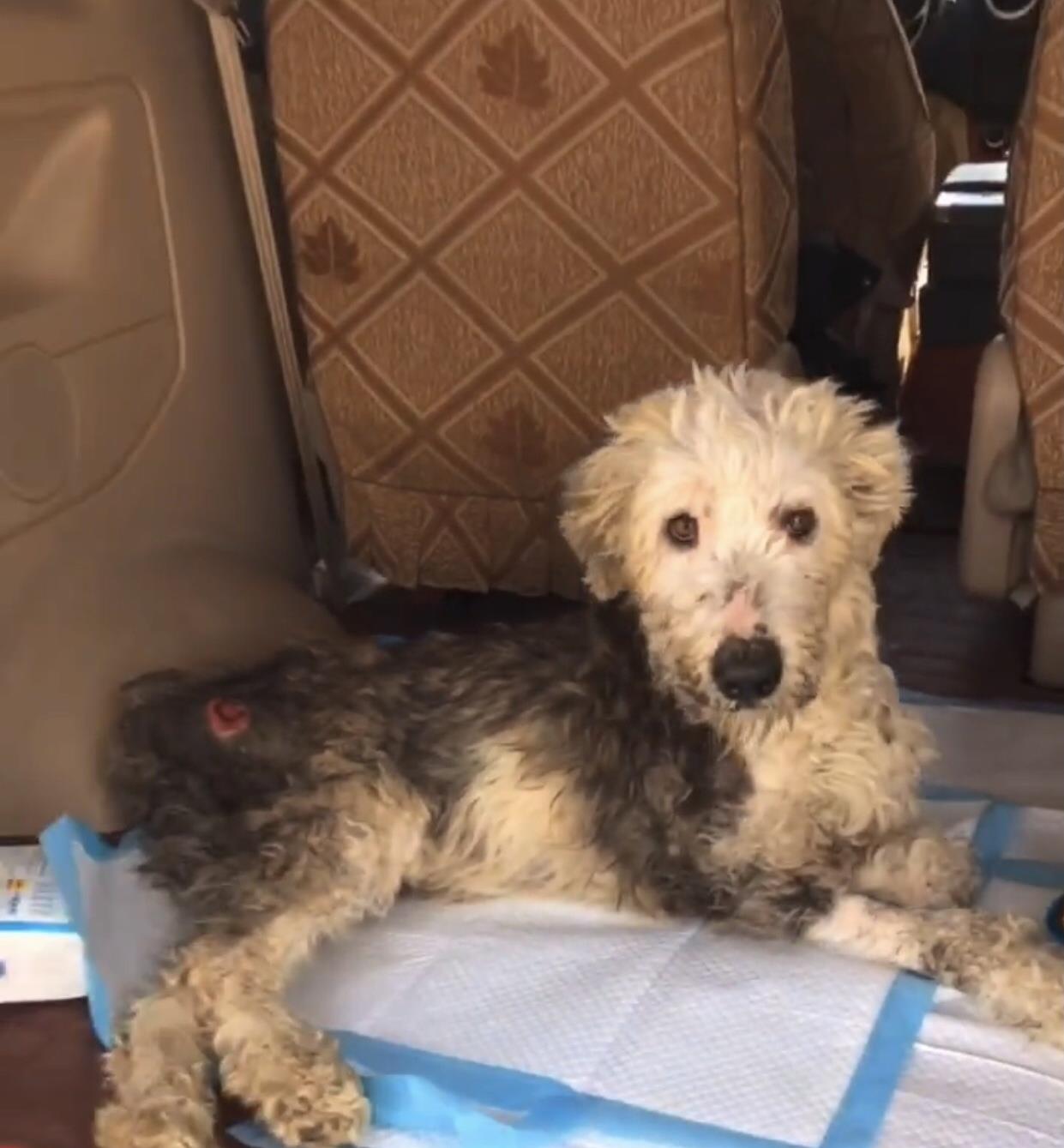 原创四肢瘫痪的流浪狗由于长期躺在地下导致屁股都烂了帮帮它吧