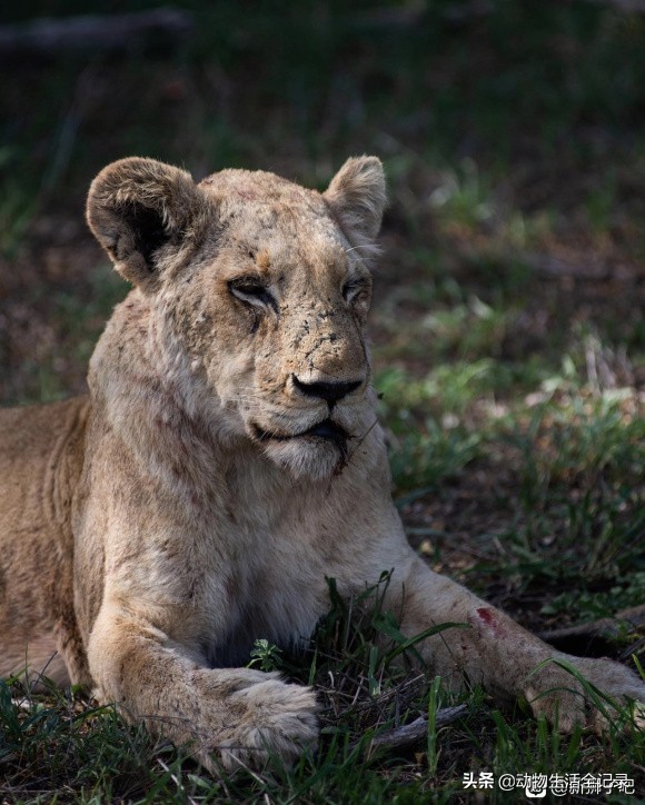 斯巴达狮群的终点:17岁老母狮即将去世,18个月的小女儿难了_保护区