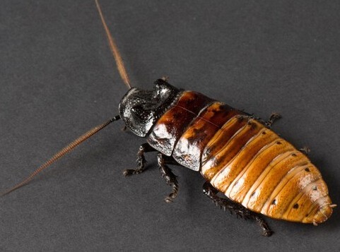 原创世界上最大的蟑螂东方蜚蠊长达10厘米