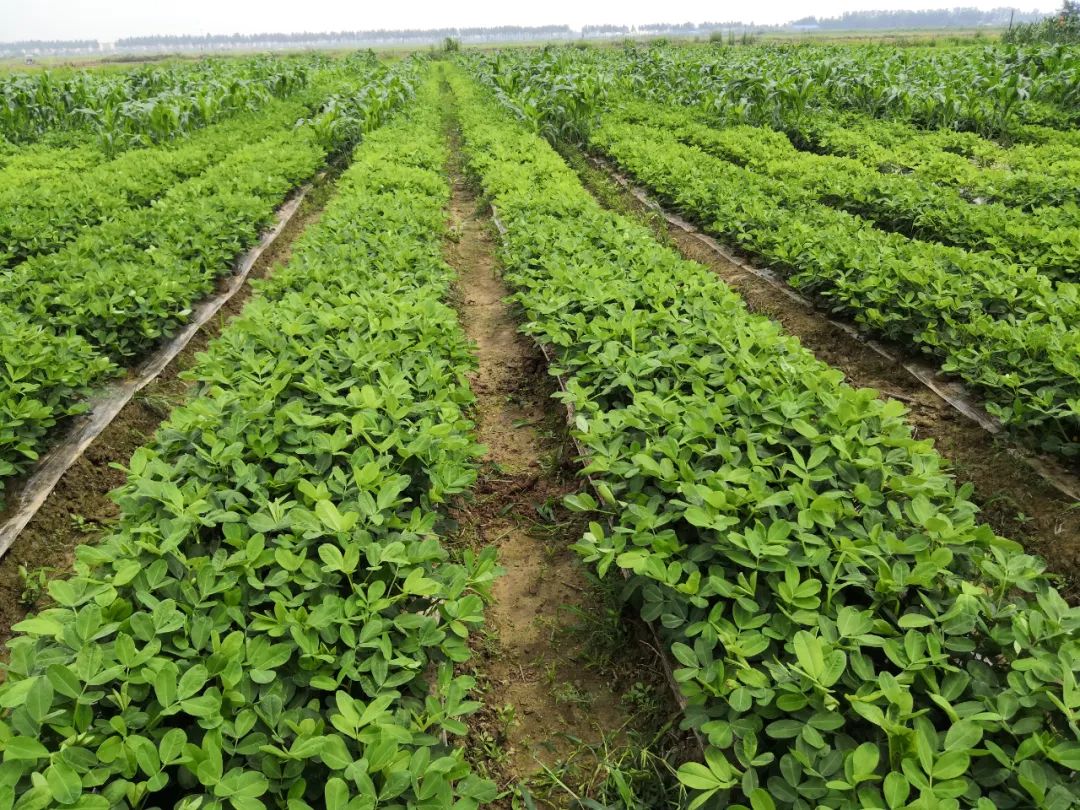 【农业知识】花生生长后期管理_叶片_植株_收获