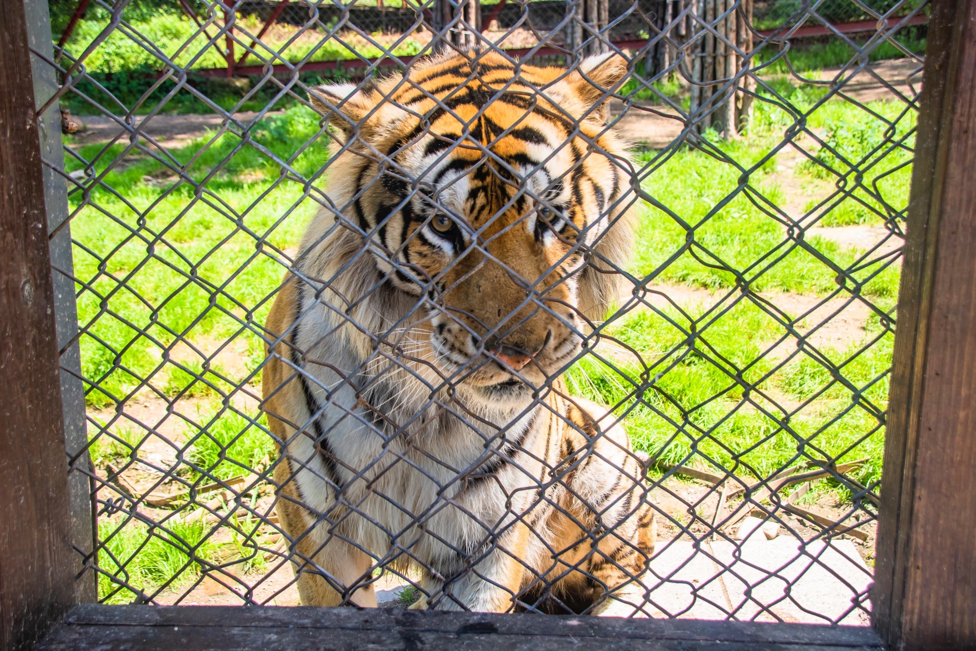 原创牡丹江横道东北虎林园有中国虎乡的美誉是亲子游的好去处