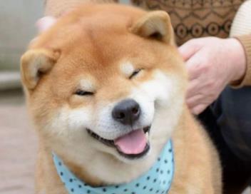 为啥日本人喜欢本土柴犬 而国人却看不起田园犬 原因在这 自然 中华 性格