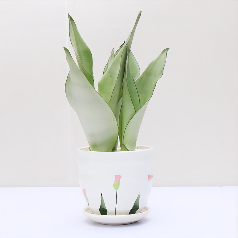 适合新手的白玉虎皮兰插水里就能长出大白根好养好看空气好