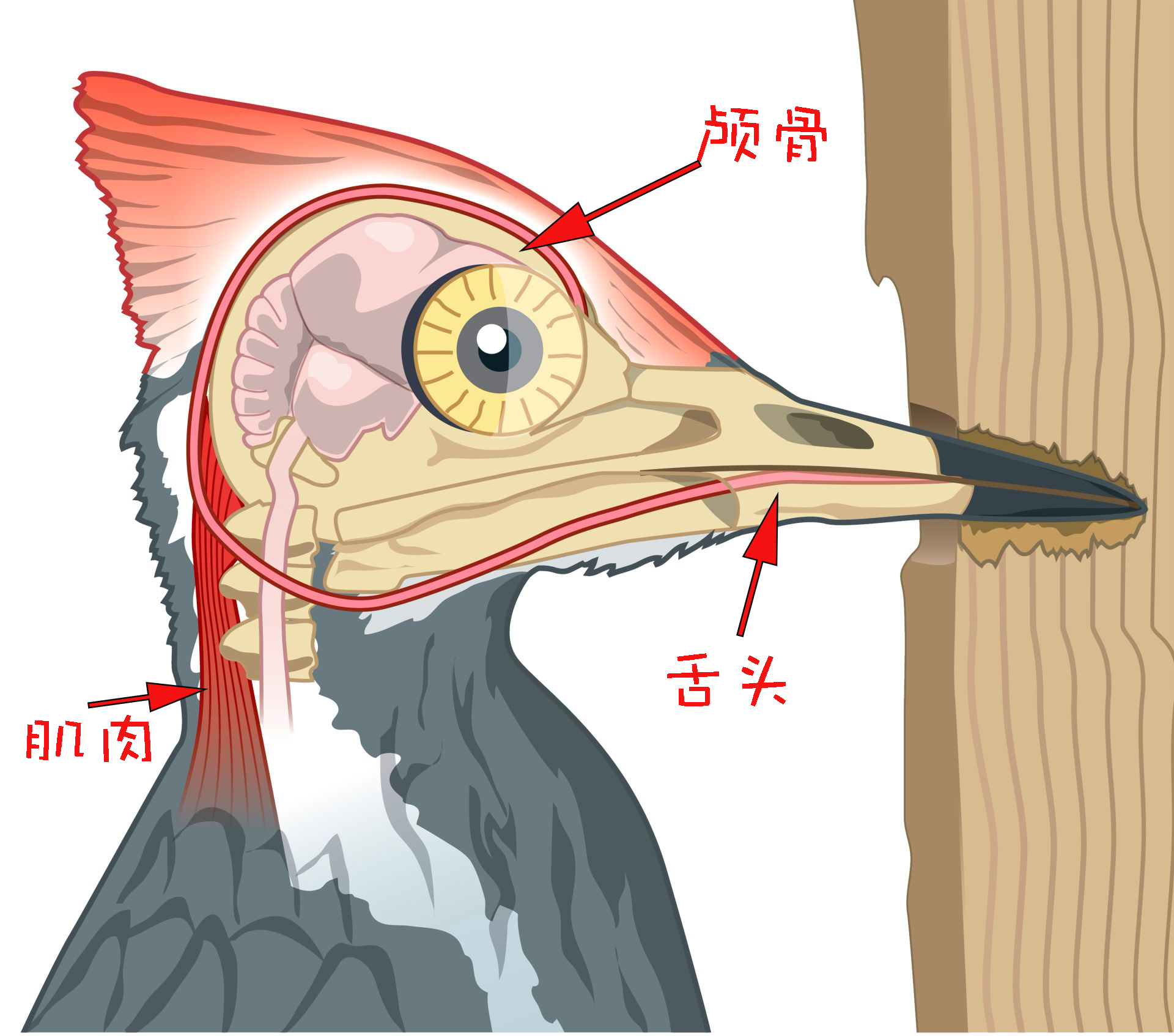 动物结构图简图图片