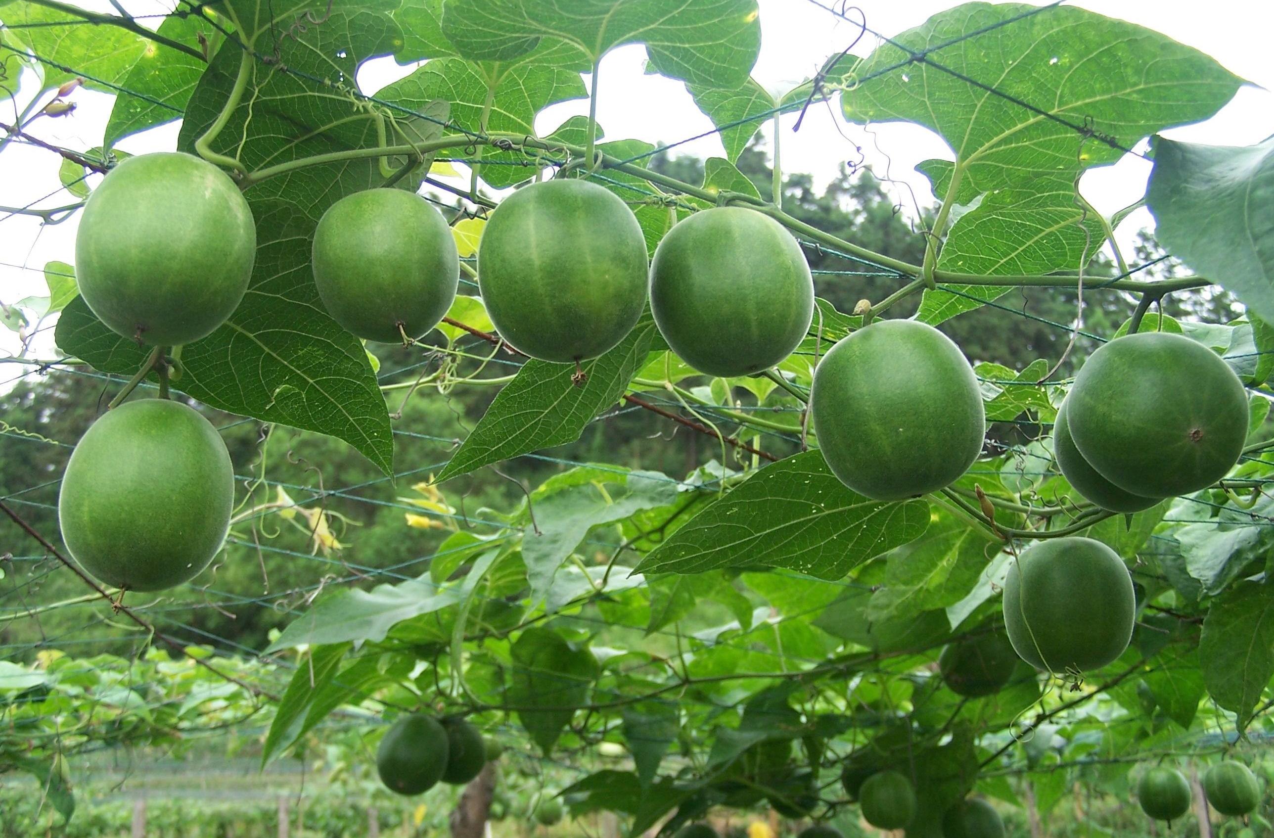 这种食物润肺止咳,慢性支气管炎都害怕_罗汉果_好处_问题
