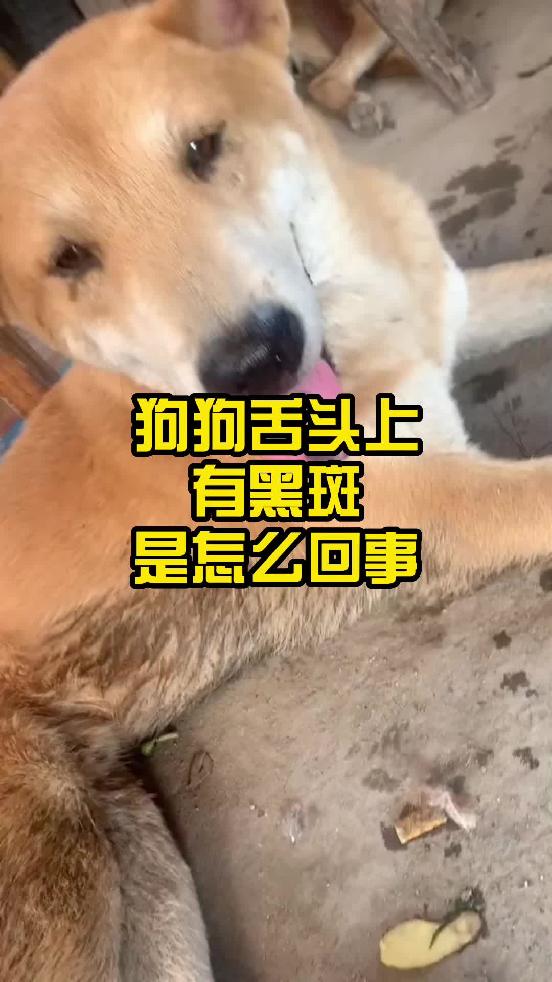 狗狗舌头上有黑斑是怎么回事