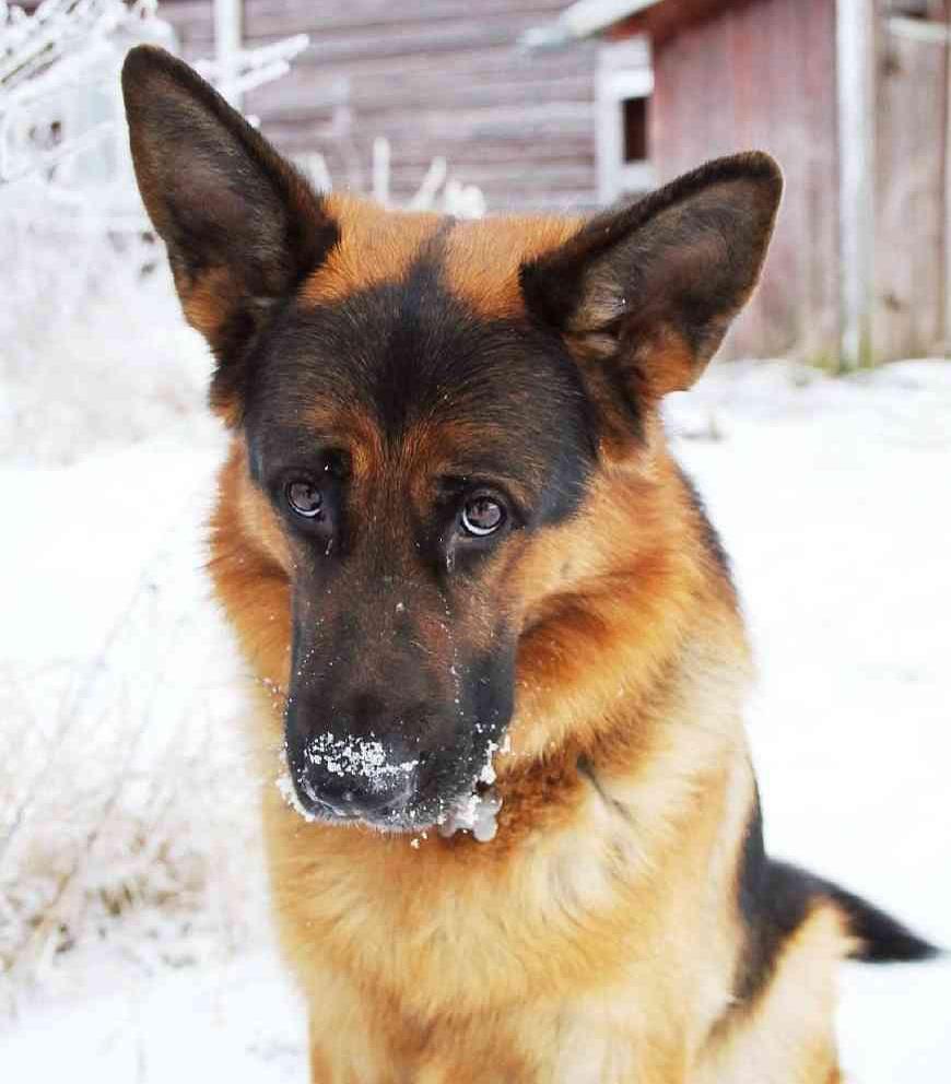 威武帅气的德国牧羊犬居然也可以是行走的表情包