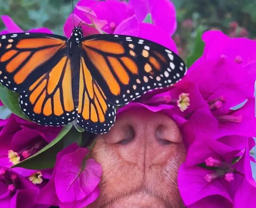 原创又带香气又招蝴蝶这一定是狗界中的含香叭