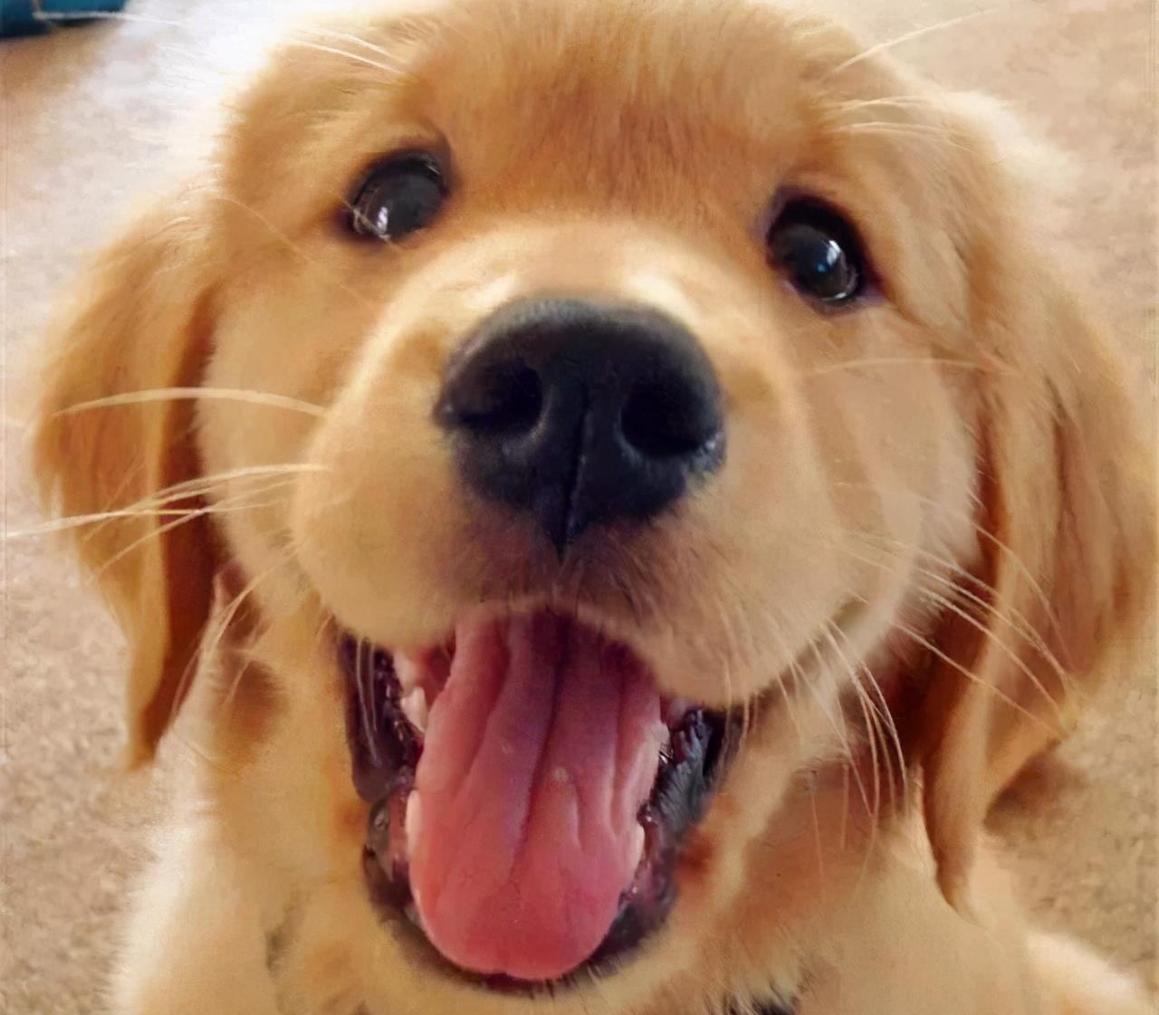 这只金毛被黄蜂亲了一下,脸肿得像个瓢依旧笑面狗生…_蜜蜂_老娘_劳资