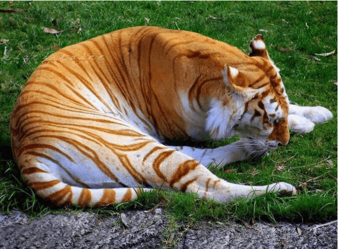世间罕见生物_罕见世间生物图片_罕见世间生物有哪些