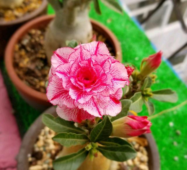 沙漠玫瑰养开花都很难,第一次见到沙漠玫瑰结的果子,长见识了_授粉