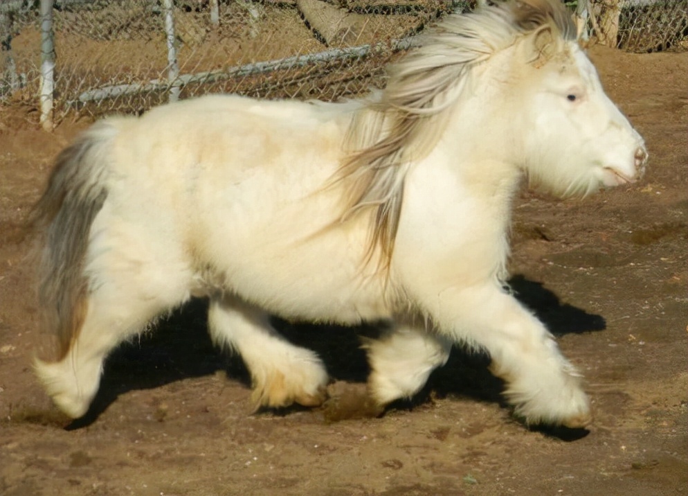 世界上比较珍贵的马品种_价格_阿帕卢萨马_特马