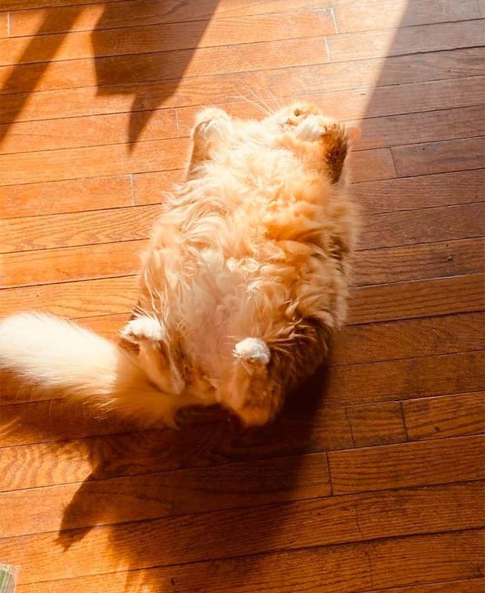 主人偷拍宠物晒太阳的瞬间,前几张很温馨,后面的姿势越来越迷惑_动物