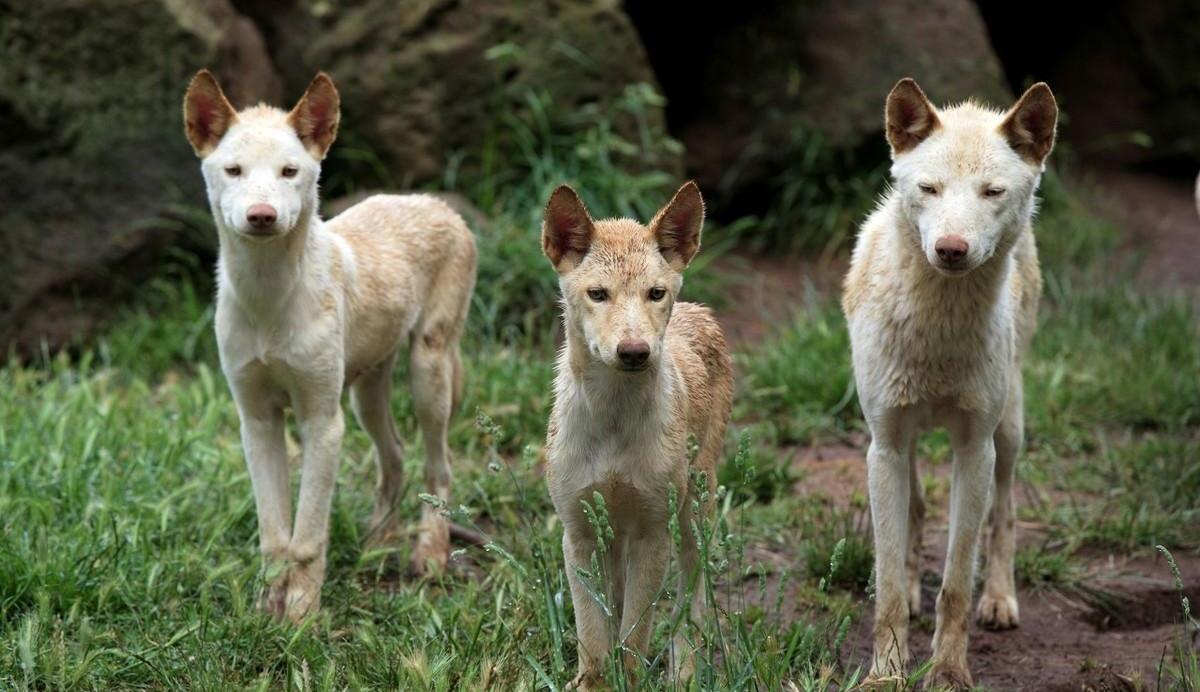 中国大黄狗,称霸澳洲,并且无法被驯化,听不懂英语?_野狗_大陆_图片