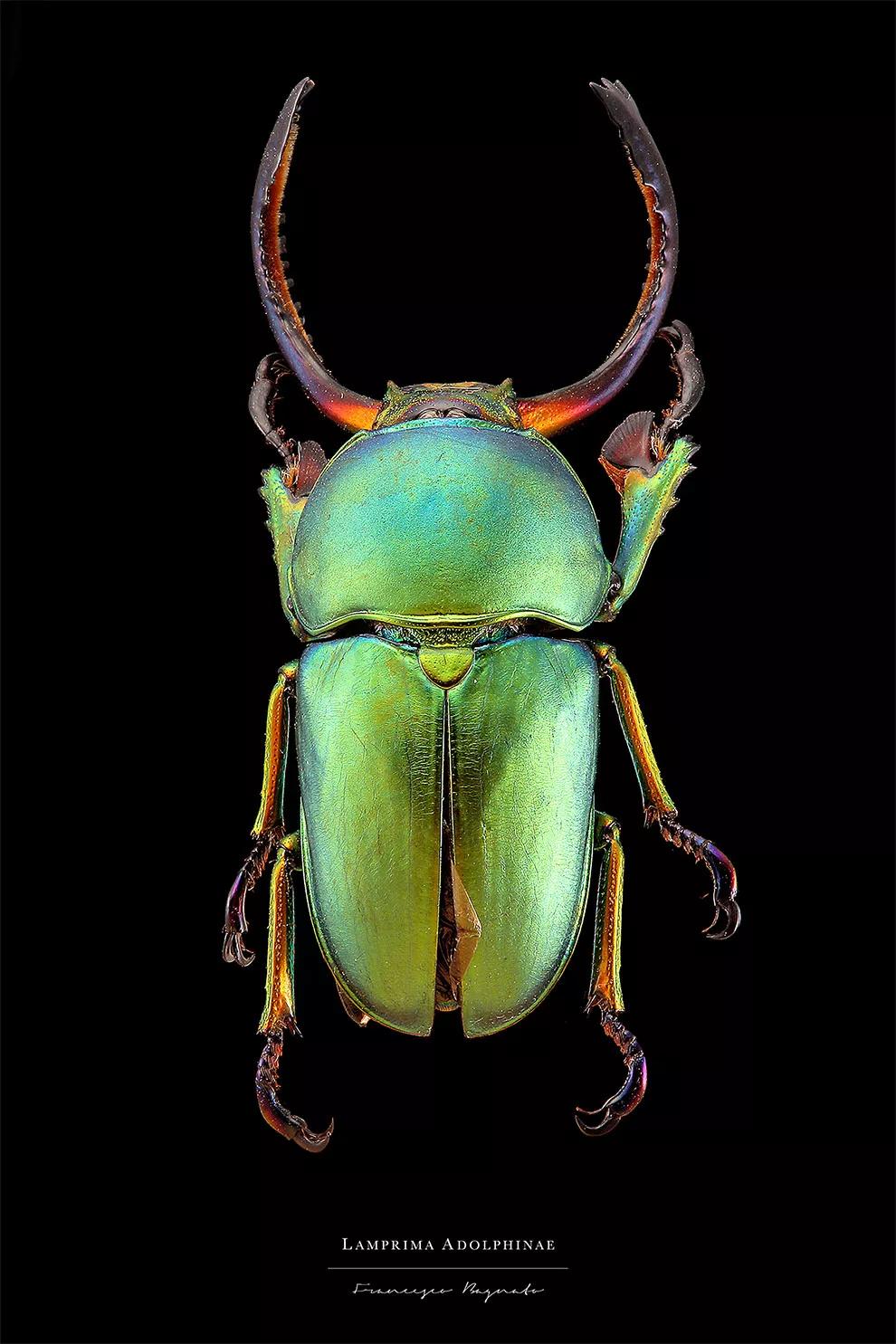 世界上最美丽的甲虫