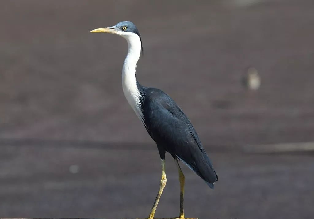 原创罕见热带鸟野生斑鹭首次惊现江苏南通有何特点为何要北迁