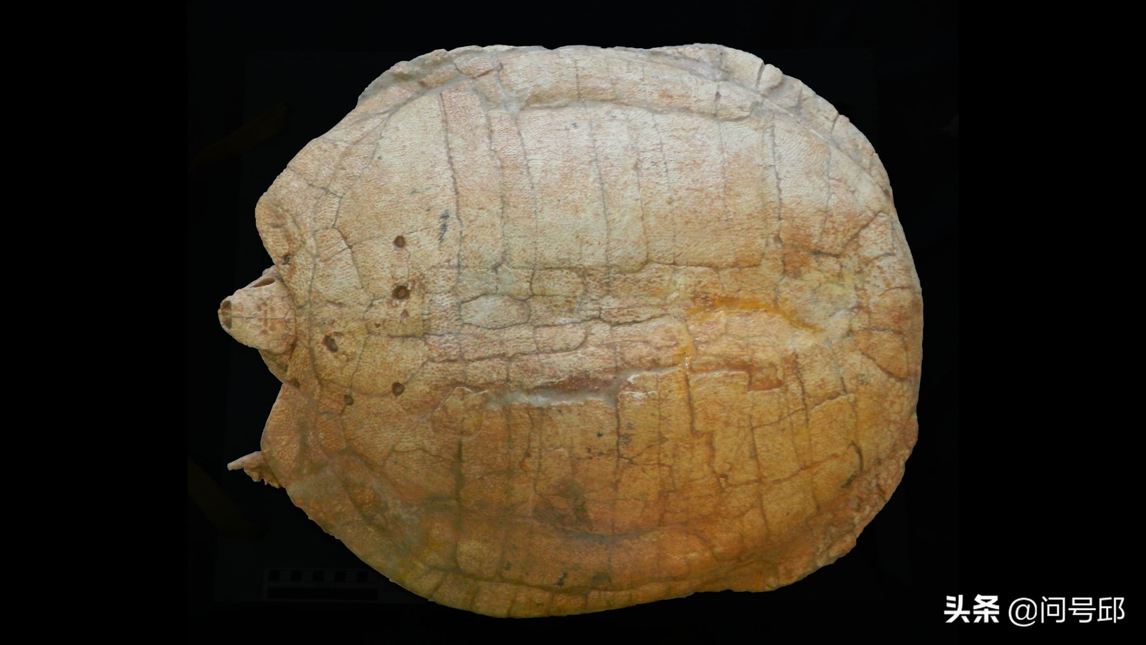 恐龙时代的罕见龟蛋化石:由人类大小的南雄龟产下_胚胎_乌龟_研究