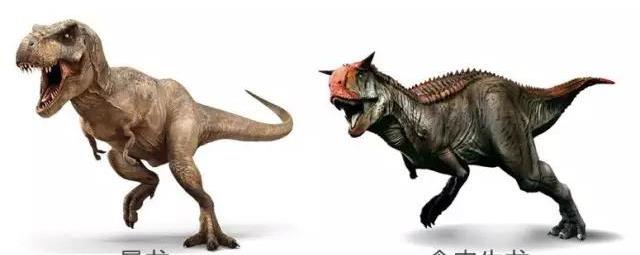 原创食肉牛龙的小短手真儿真儿的与暴龙有一拼