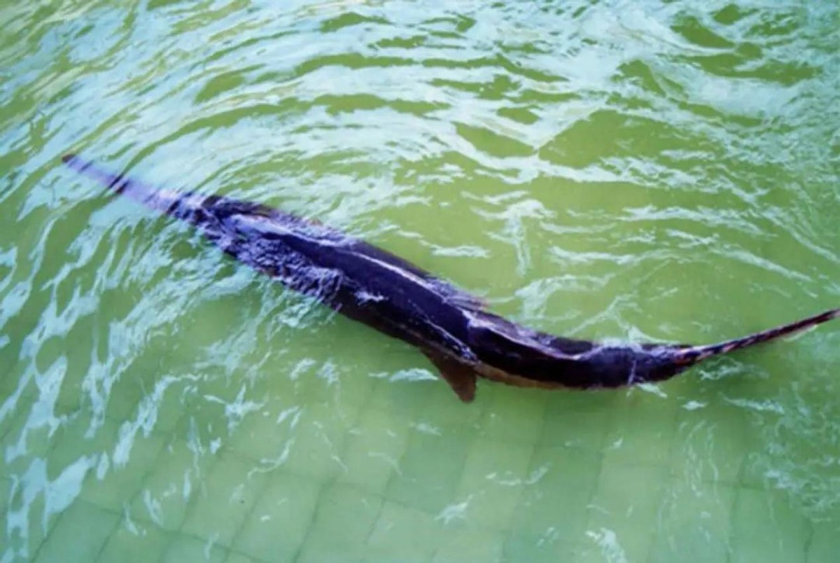 "中国淡水鱼王"正式宣布灭绝,这一天还是来了_危起伟_捕捞_人类