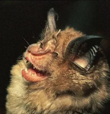 蝙蝠耳朵的人命运图片