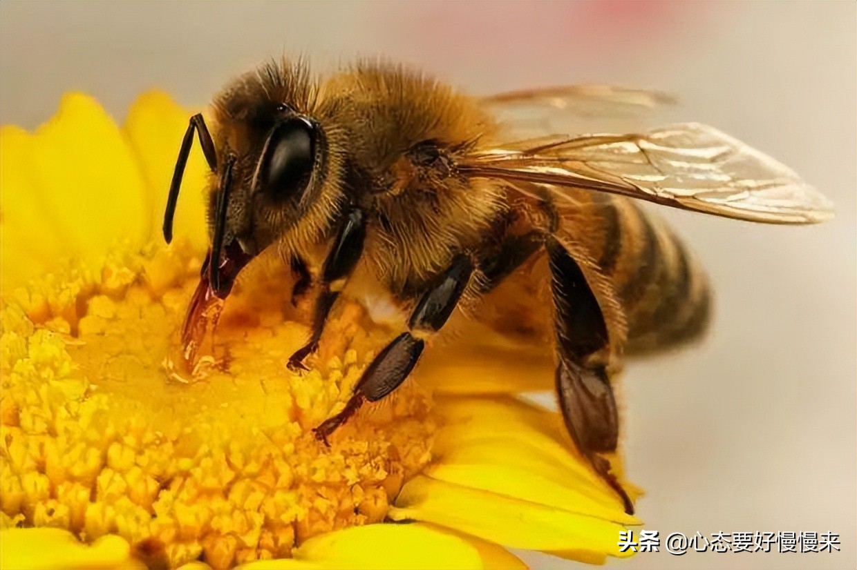 原创藏红花上的小蜜蜂