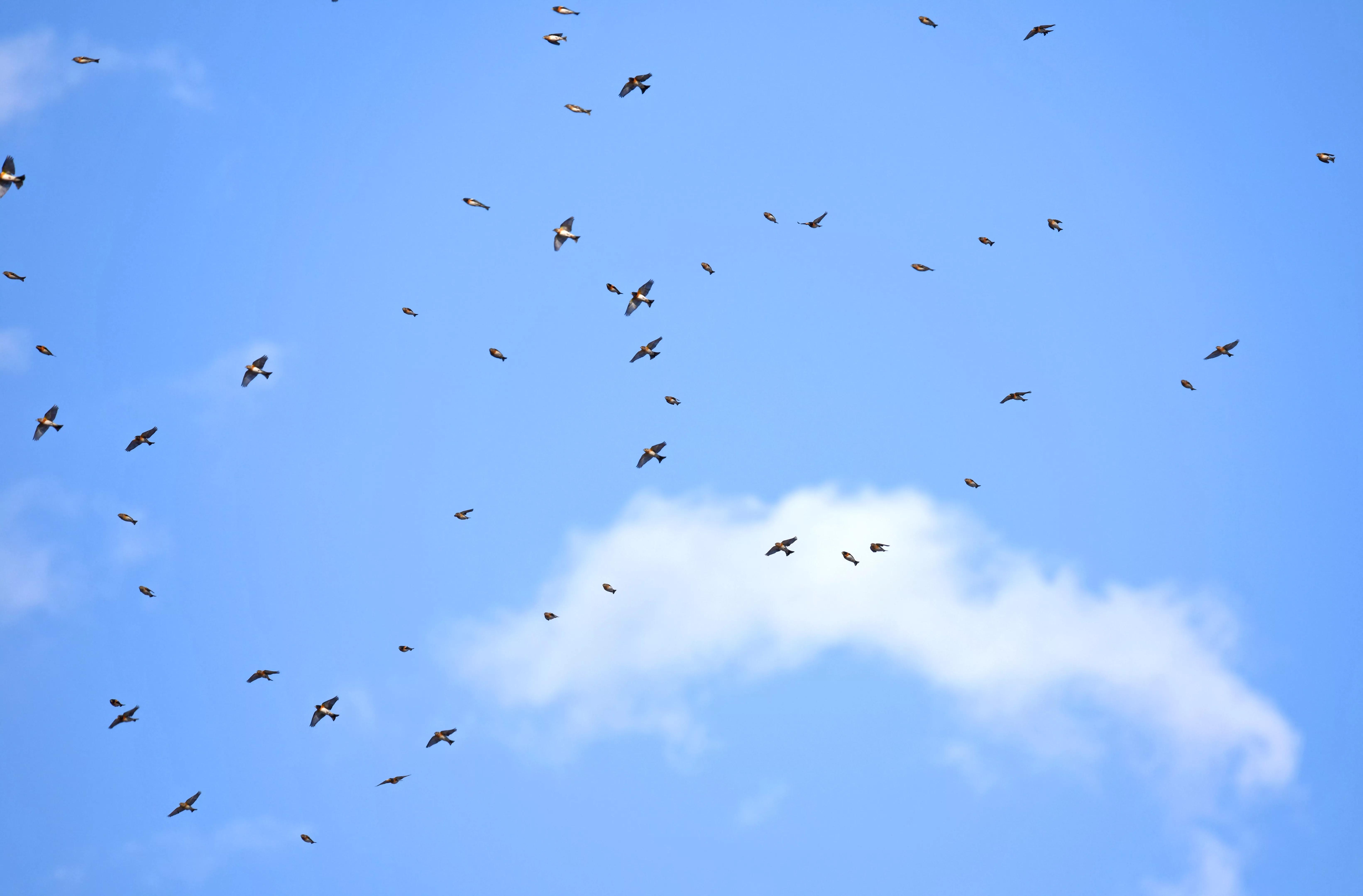 数万只燕雀“聚会”天桥岭，实属罕见