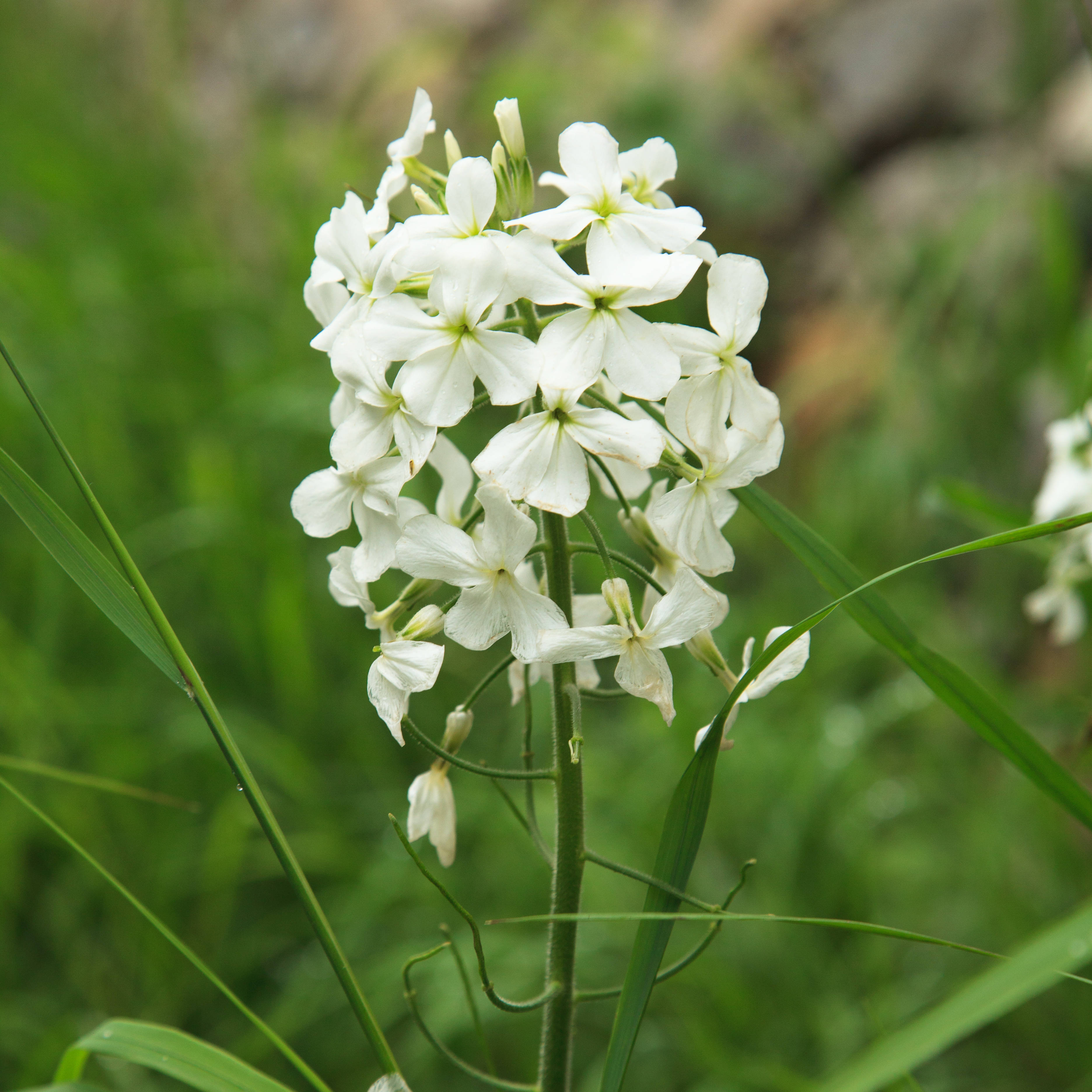 雾灵山的模式种雾灵香花芥
